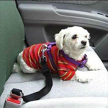 Ceinture de sécurité pour animaux de compagnie (6 couleurs disponibles)