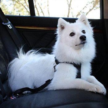 Ceinture de sécurité pour animaux de compagnie (6 couleurs disponibles)