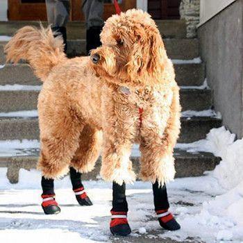Bottes pour animaux de compagnie – Protégez votre meilleur ami quelle que soit la saison !
