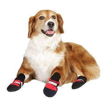 Botas para mascotas: ¡protege a tu mejor amigo sin importar la temporada!
